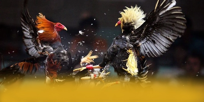 Trải nghiệm trên điện thoại di động cùng 8XBET Trải nghiệm trên điện thoại di động cùng 8XBET